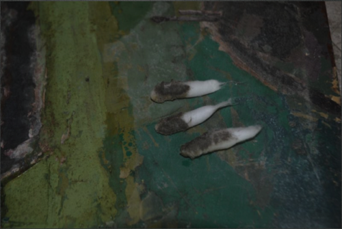 Close up picture, during conservation